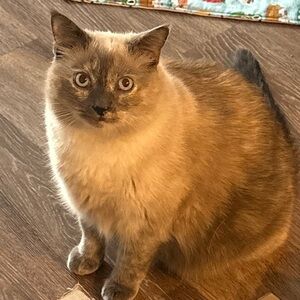 Meet your Posher, Trish